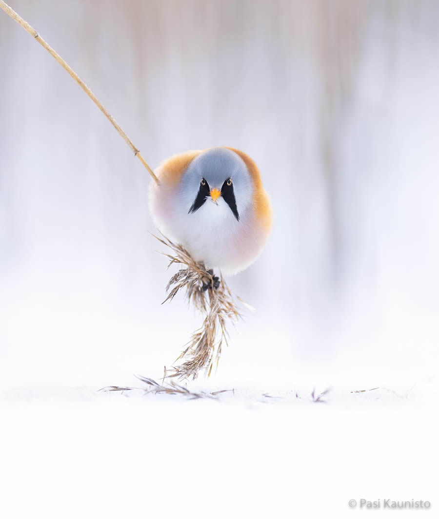 Finland Bird Photography by Pasi Kaunisto