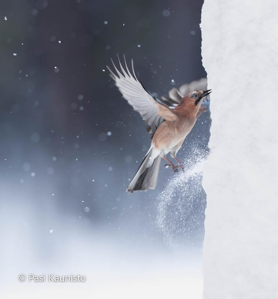 Finland Bird Photography by Pasi Kaunisto