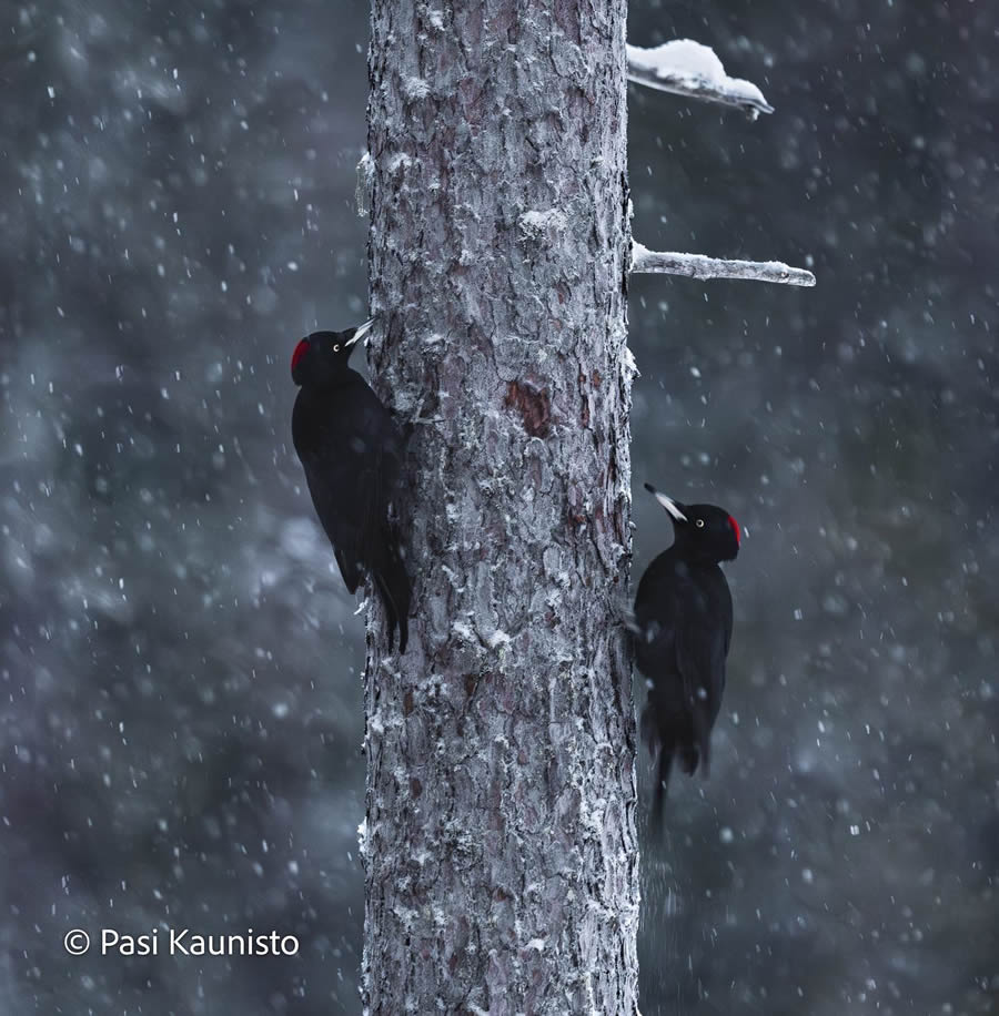 Finland Bird Photography by Pasi Kaunisto