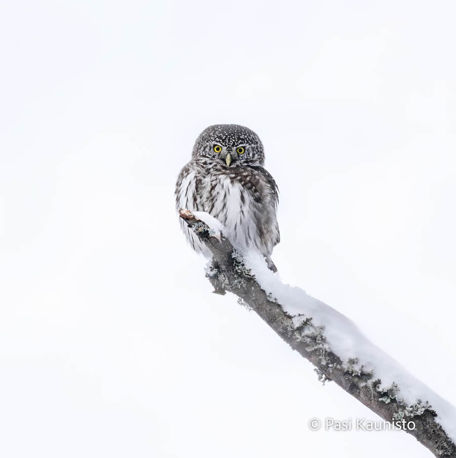 Finland Bird Photography by Pasi Kaunisto