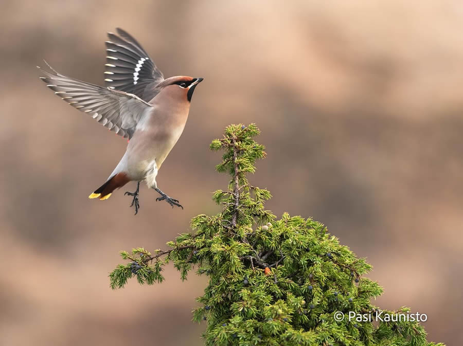 Finland Bird Photography by Pasi Kaunisto