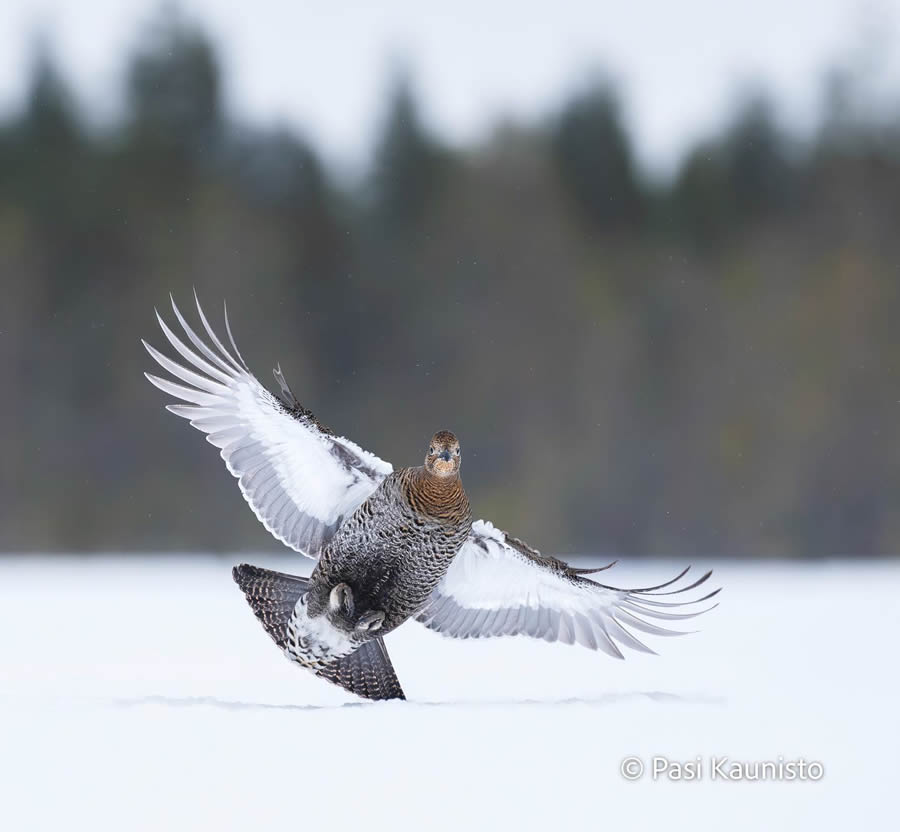 Finland Bird Photography by Pasi Kaunisto