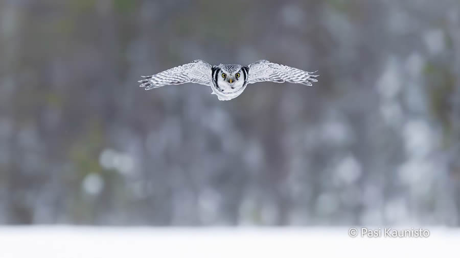 Finland Bird Photography by Pasi Kaunisto