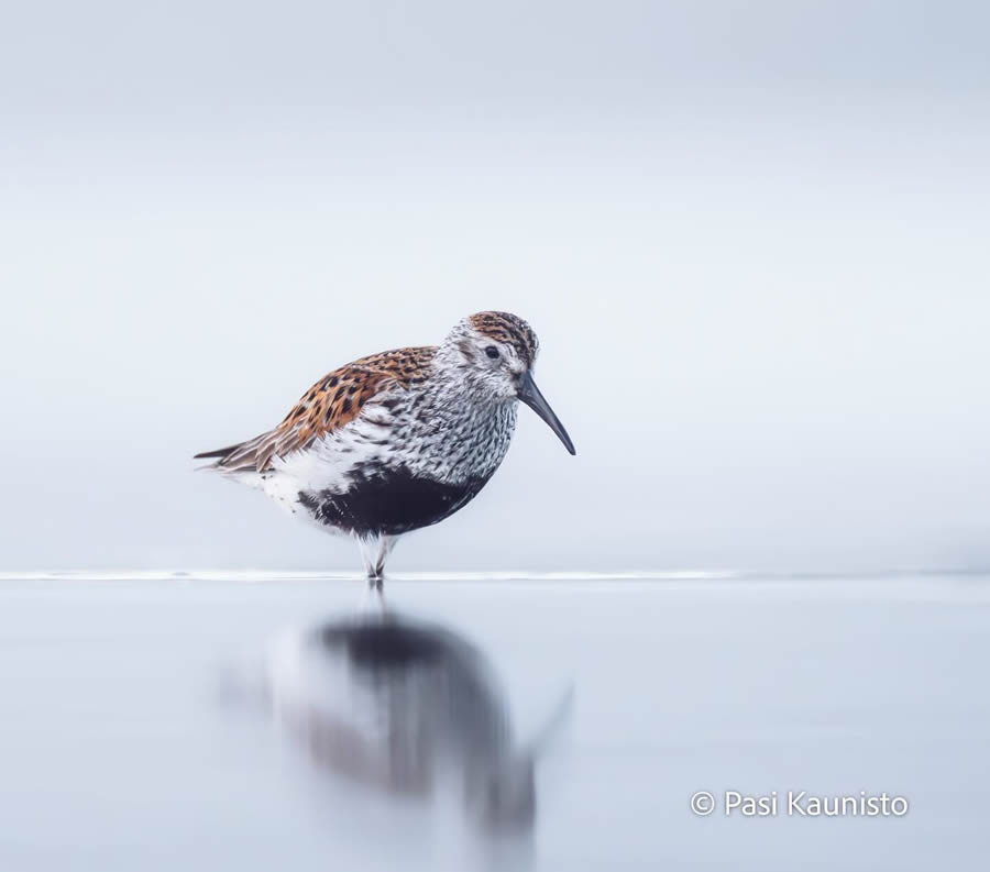 Finland Bird Photography by Pasi Kaunisto