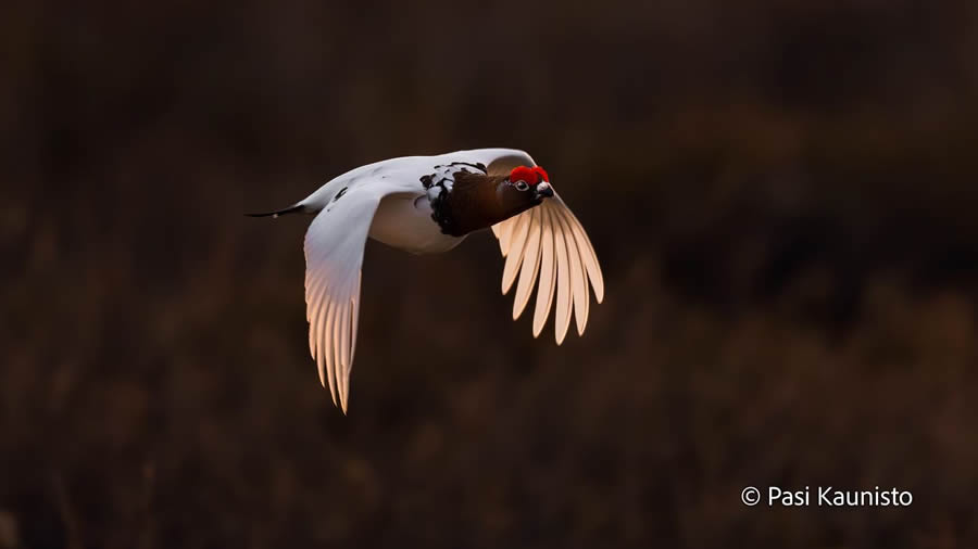 Finland Bird Photography by Pasi Kaunisto