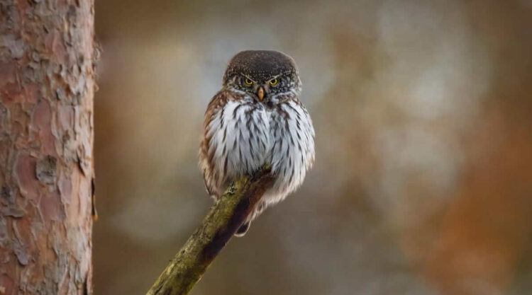 Finland Bird Photography by Pasi Kaunisto