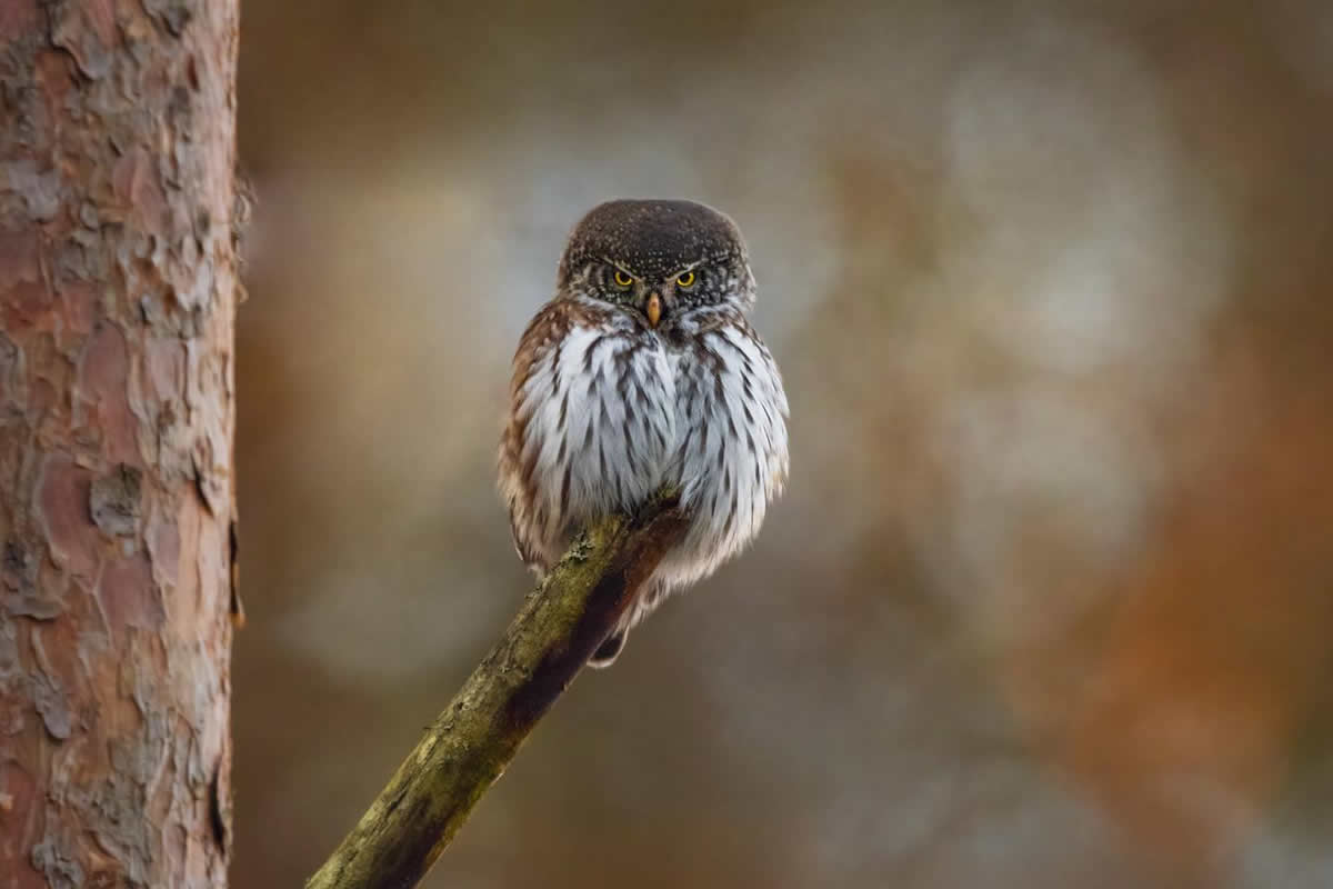 Finland Bird Photography by Pasi Kaunisto