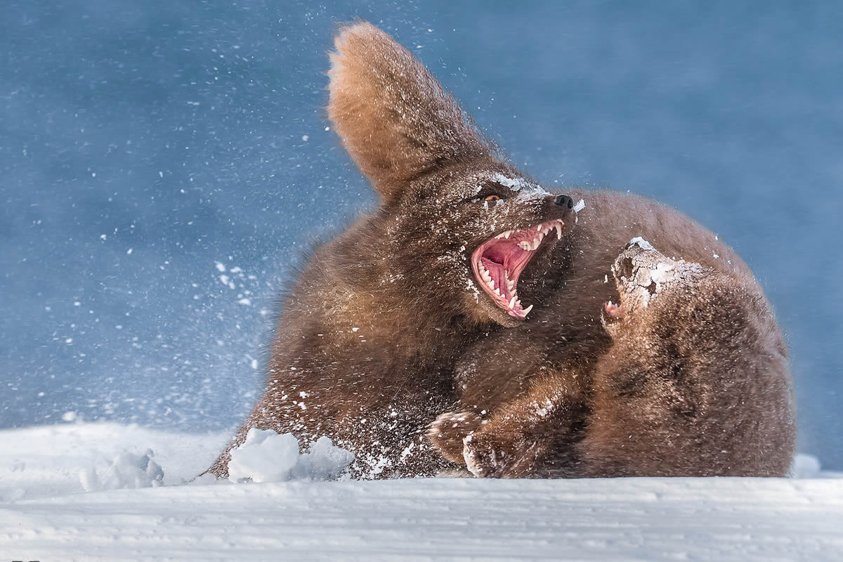 Best Photos From 2024 HIPA Photography Awards