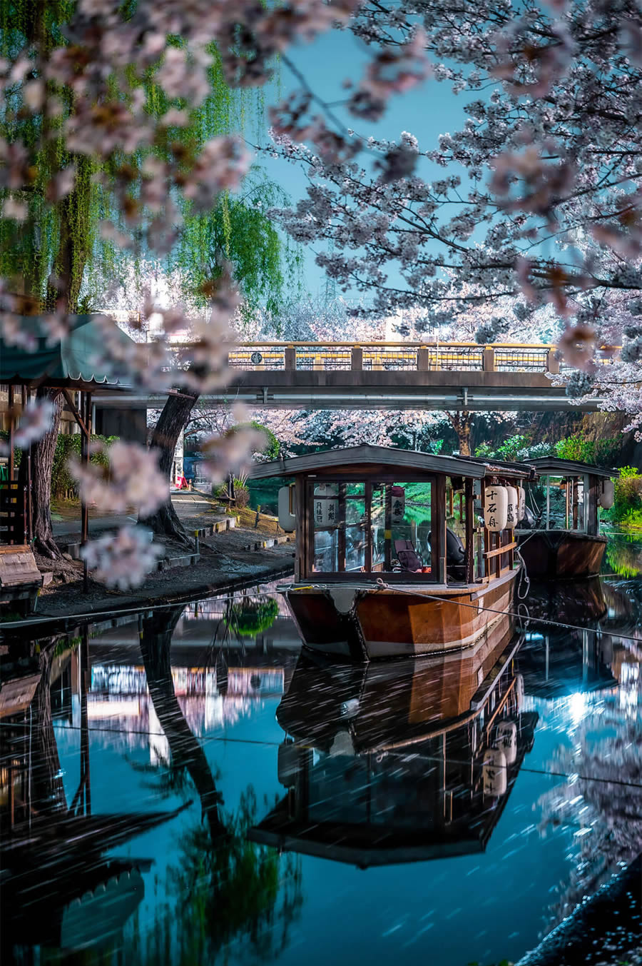 Japan Enchanting Cherry Blossom Photos