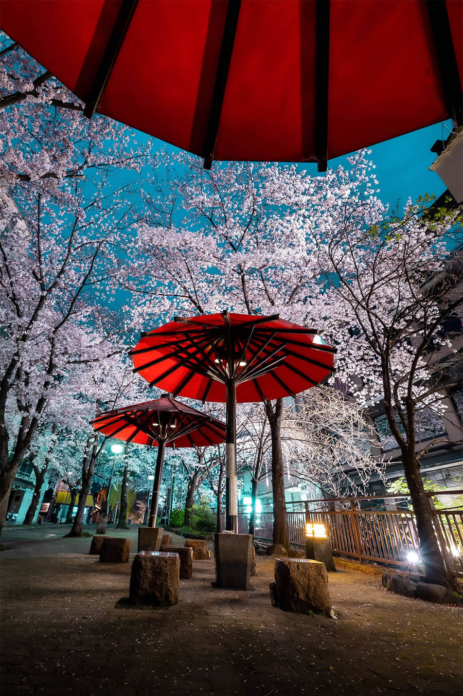 Japan Enchanting Cherry Blossom Photos