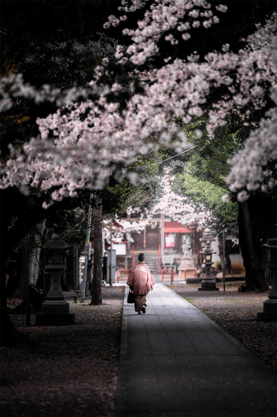 Japan Enchanting Cherry Blossom Photos