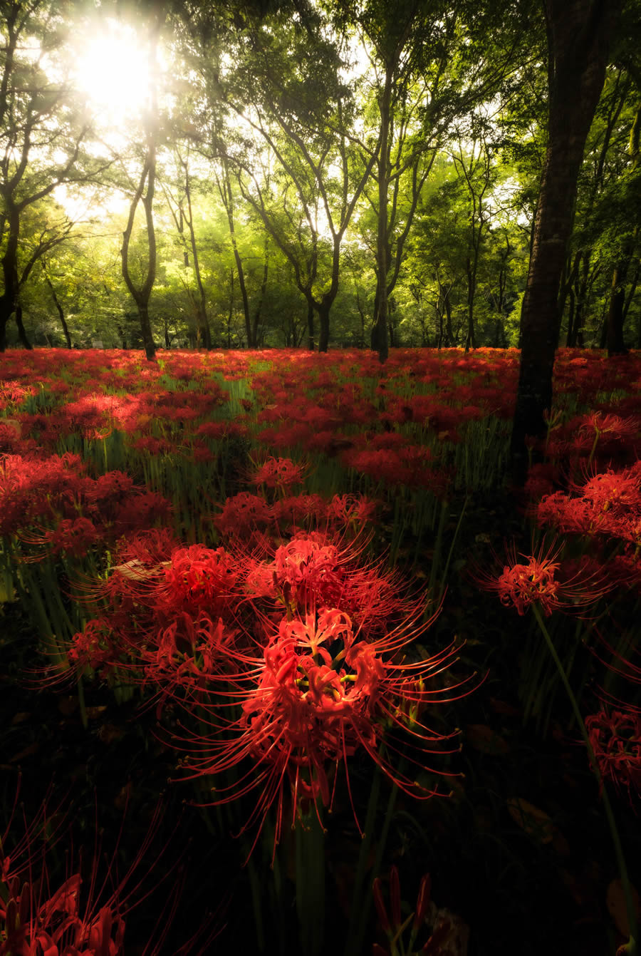 Japan Landscape Photography by Hiroki Matsubara