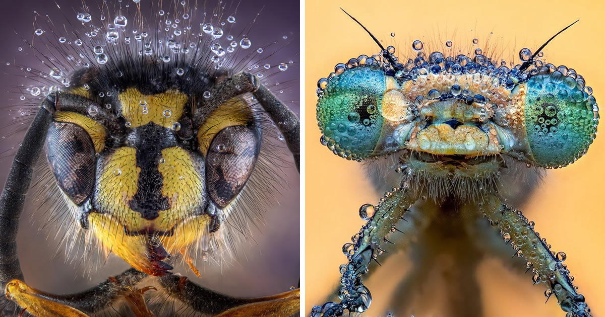 Best Of 2024 30 Award Winning Macro Photos That Will Take Your Breath Away best-of-2024-30-award-winning-macro-photos-that-will-take-your-breath-away