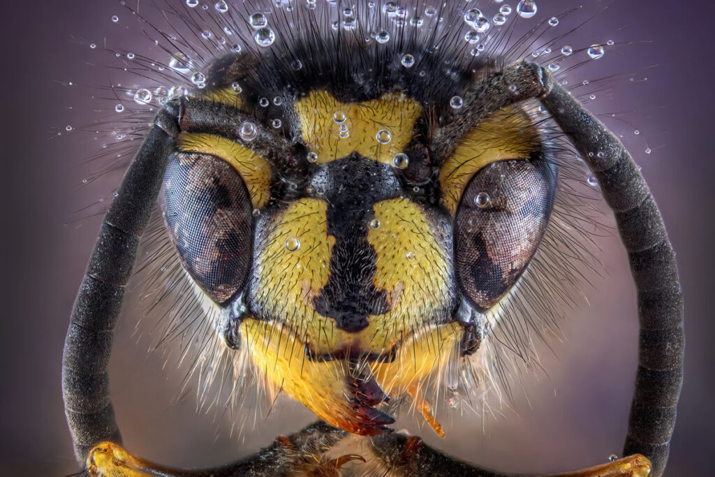 Award Winning Best Macro Photos Of 2024