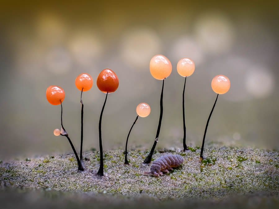 Award Winning Best Macro Photos Of 2024