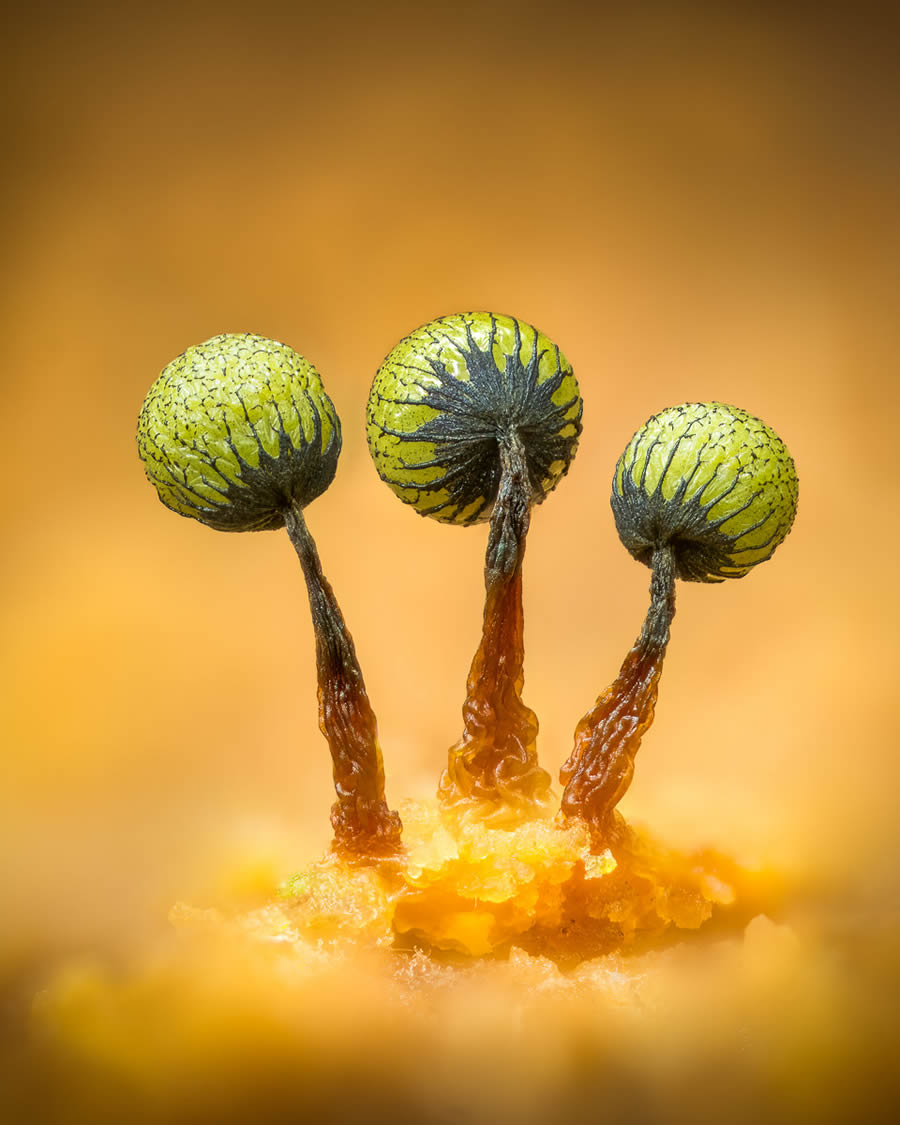 Macro Fungi Photos From The Garden Photographer Of The Year Awards