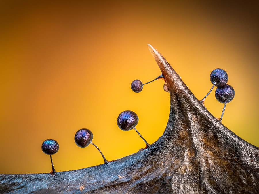 Macro Fungi Photos From The Garden Photographer Of The Year Awards