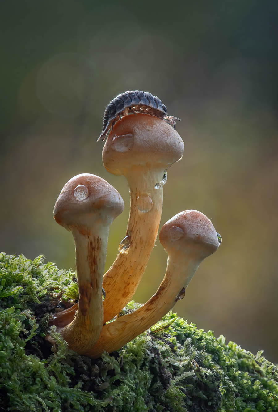 Macro Fungi Photos From The Garden Photographer Of The Year Awards