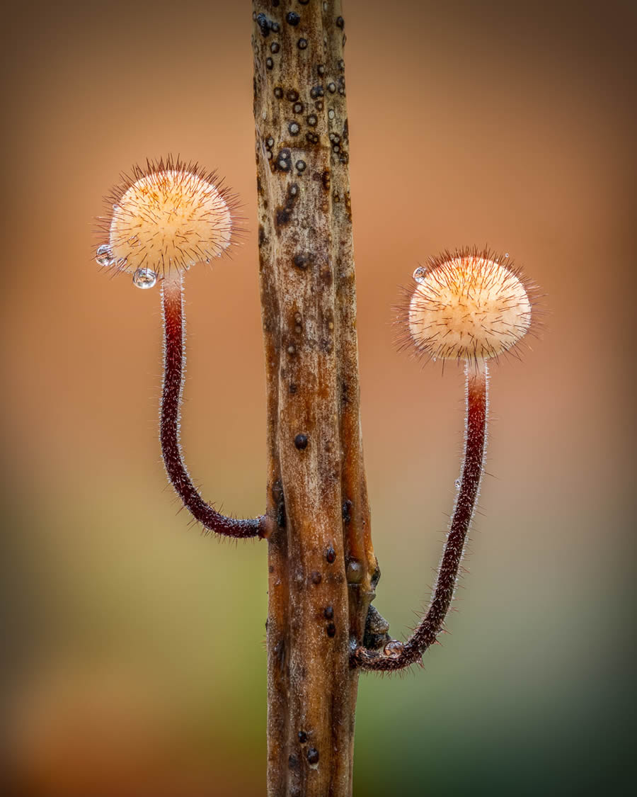 Macro Fungi Photos From The Garden Photographer Of The Year Awards