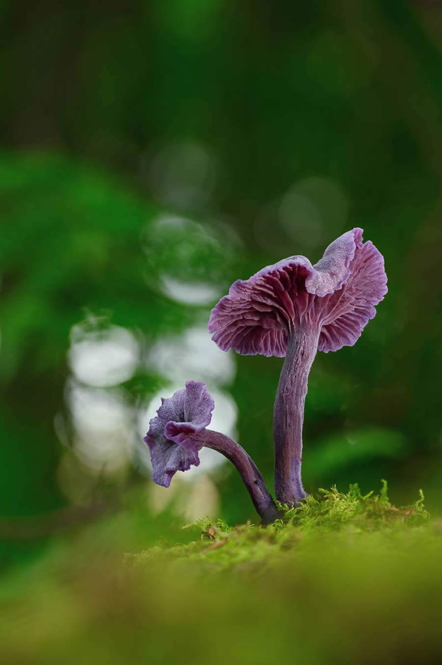 Macro Fungi Photos From The Garden Photographer Of The Year Awards