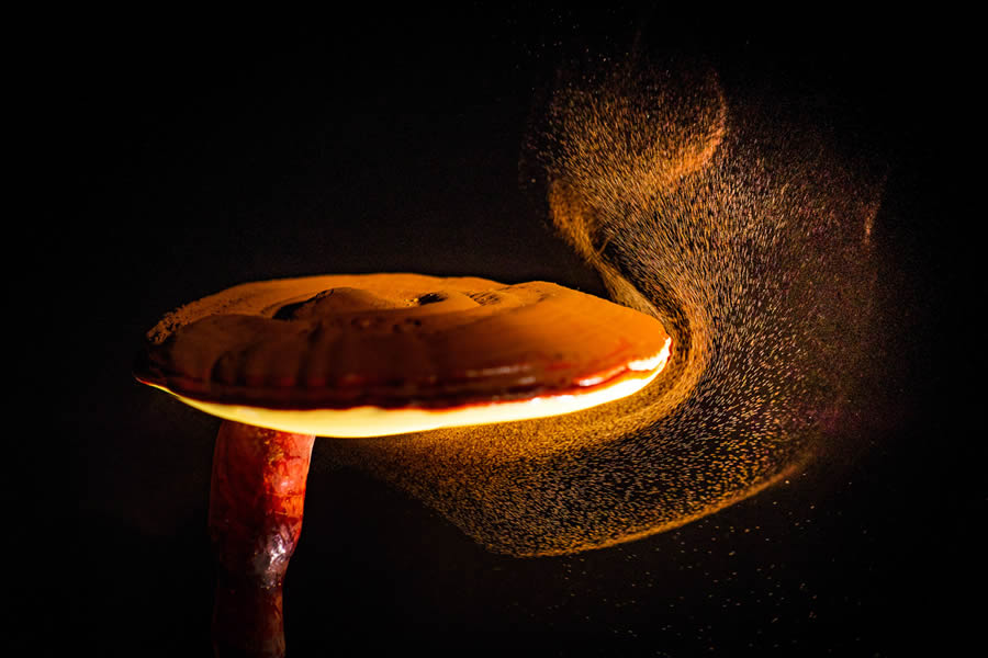 Macro Fungi Photos From The Garden Photographer Of The Year Awards