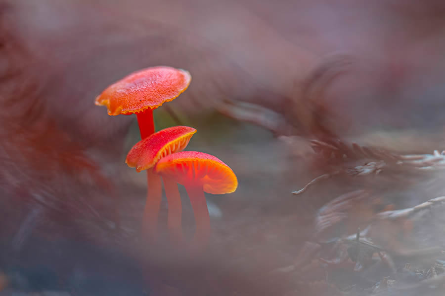 Macro Fungi Photos From The Garden Photographer Of The Year Awards