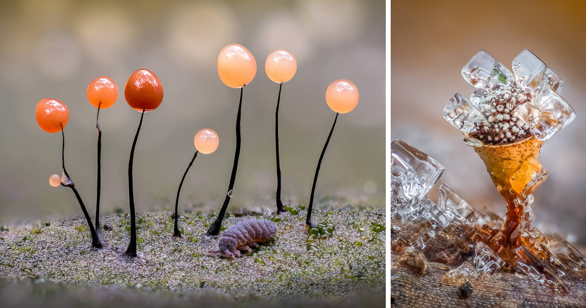 18 Incredible Macro Fungi Photos From The Garden Photographer Of The Year Awards