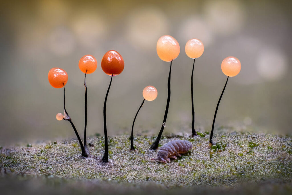 Macro Fungi Photos From The Garden Photographer Of The Year Awards