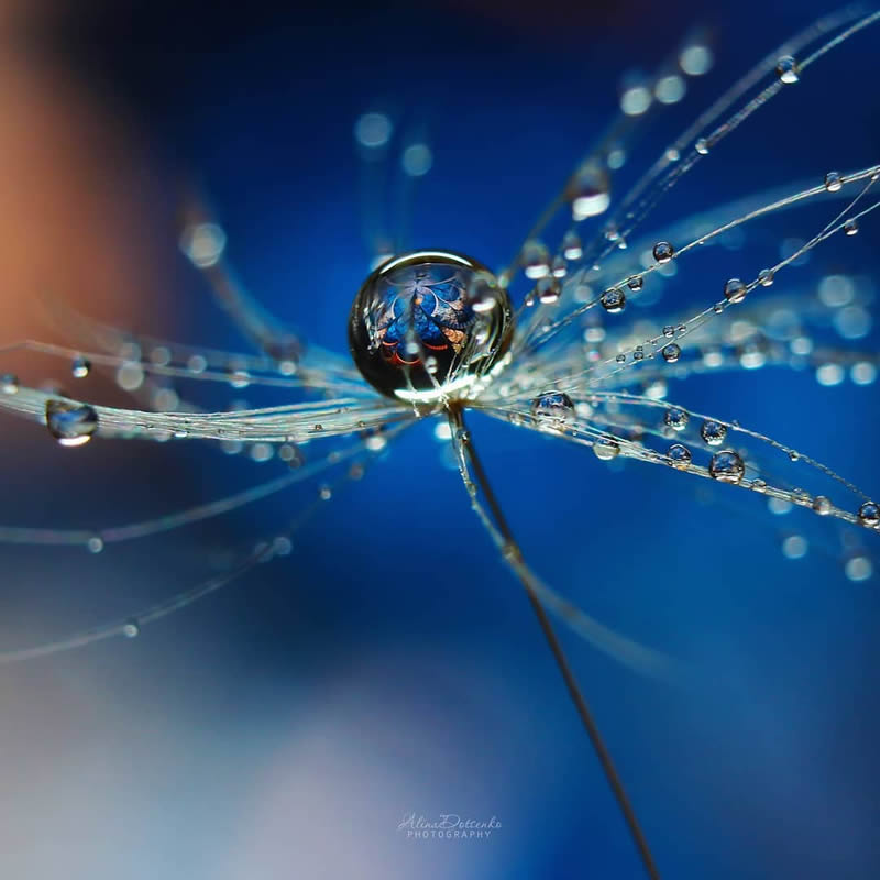 Macro Photography by Alina Dotsenko