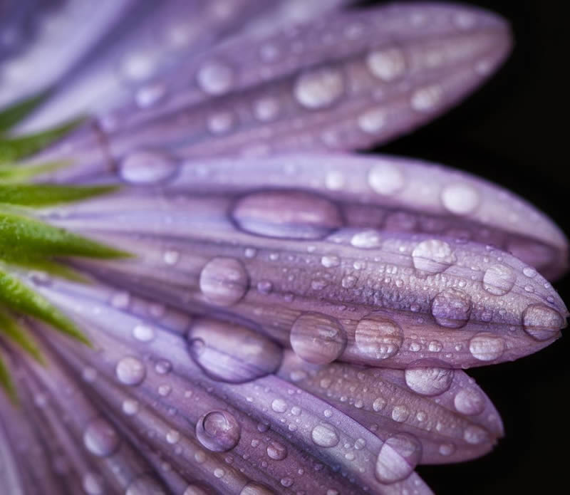 Macro Photography of Flowers with Water Droplets by Darren Gentle