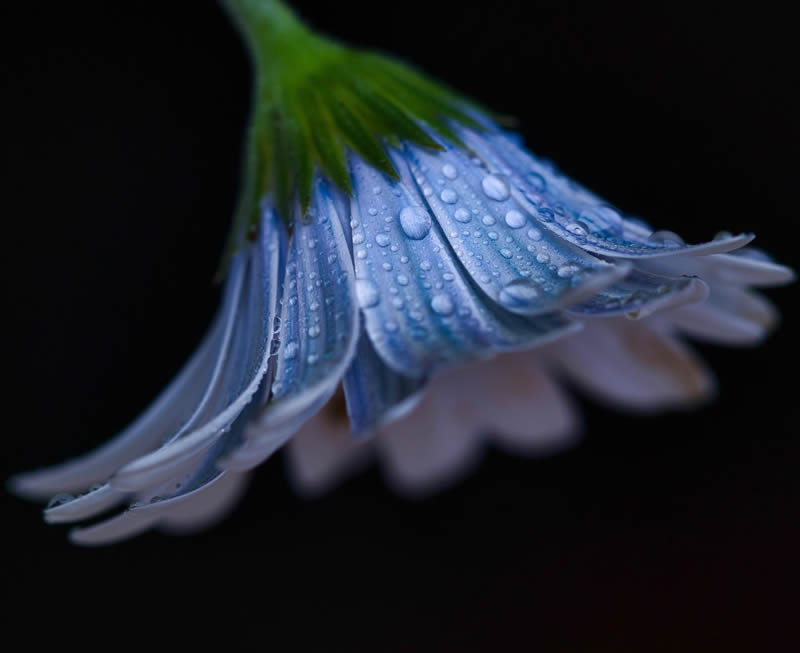 Macro Photography of Flowers with Water Droplets by Darren Gentle