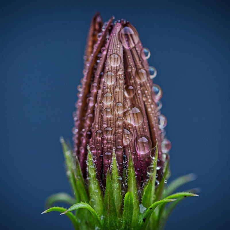 Macro Photography of Flowers with Water Droplets by Darren Gentle