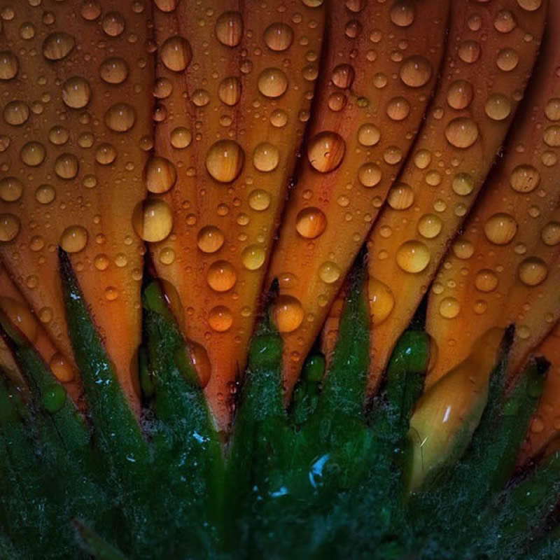 Macro Photography of Flowers with Water Droplets by Darren Gentle