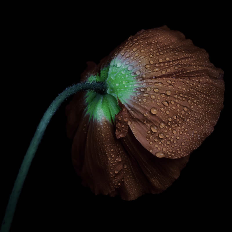 Macro Photography of Flowers with Water Droplets by Darren Gentle