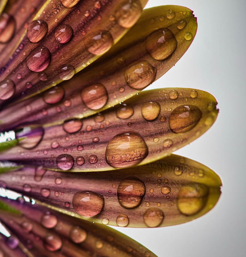 Macro Photography of Flowers with Water Droplets by Darren Gentle