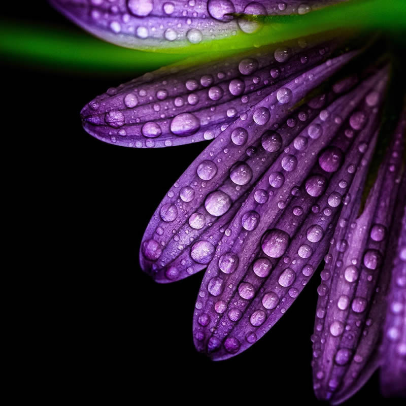 Macro Photography of Flowers with Water Droplets by Darren Gentle