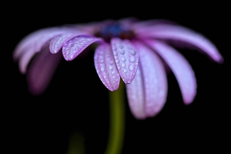 Macro Photography of Flowers with Water Droplets by Darren Gentle