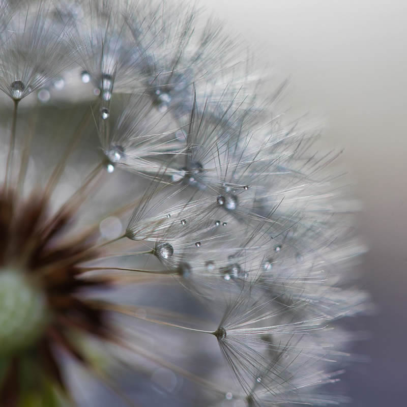 Macro Photography of Flowers with Water Droplets by Darren Gentle