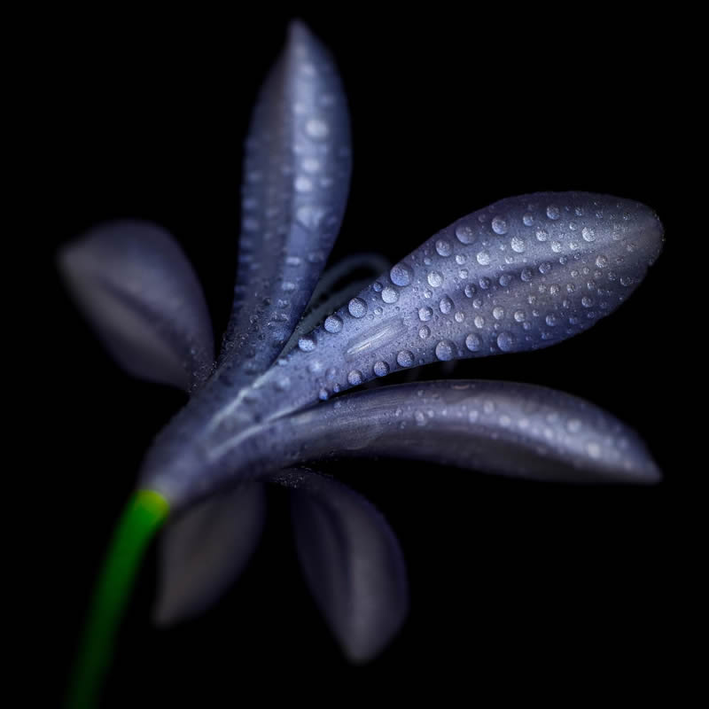 Macro Photography of Flowers with Water Droplets by Darren Gentle