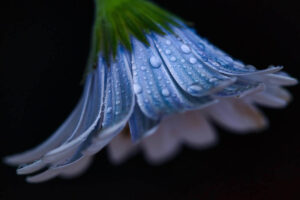 Australian Photographer Darren Gentle Captures Stunning Macro Photos of Flowers with Water Droplets