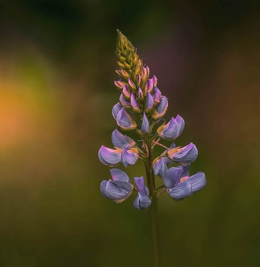 Canadian Macro Photography by Gail