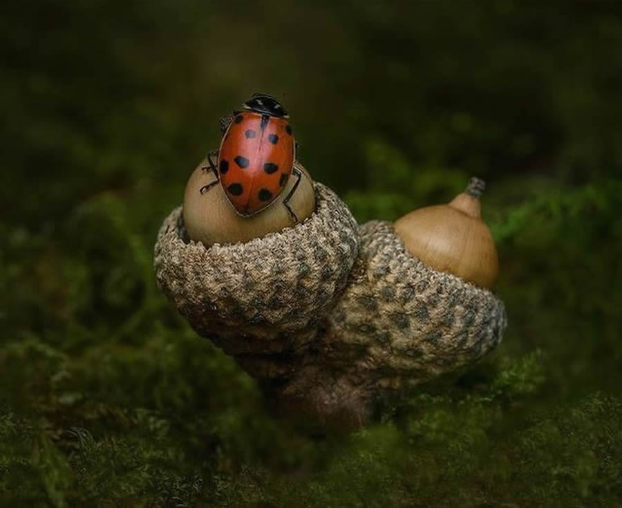 Canadian Macro Photography by Gail