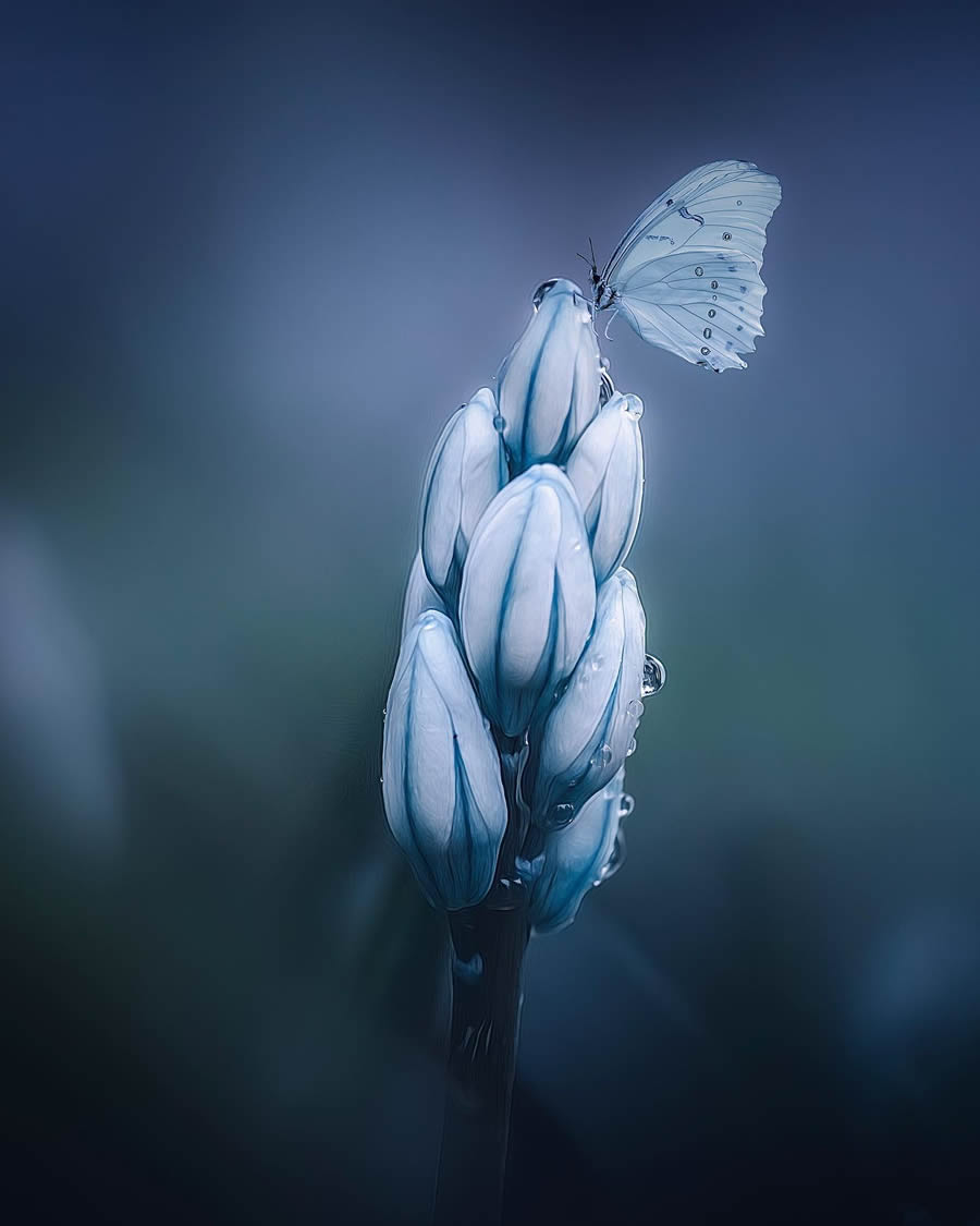 Canadian Macro Photography by Gail