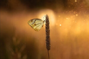 Canadian Photographer Gail Showcases the Beauty of Nature Through Macro Photography