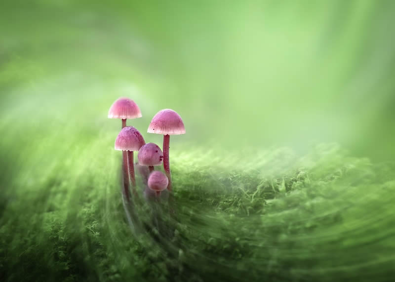 Mesmerizing Macro Photos Of Marja Heiskanen