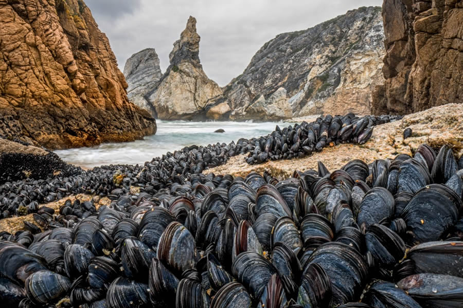 Nature Photographer of the Year 2024 Winners