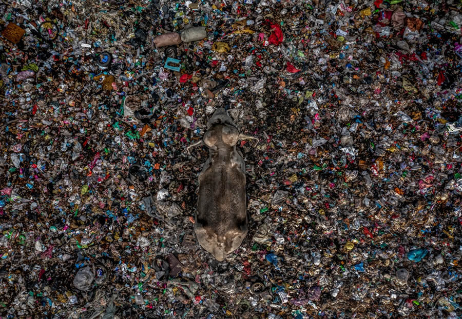 Nature Photographer of the Year 2024 Winners