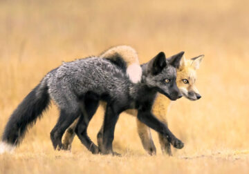 Nature Photographer of the Year 2024 Winners