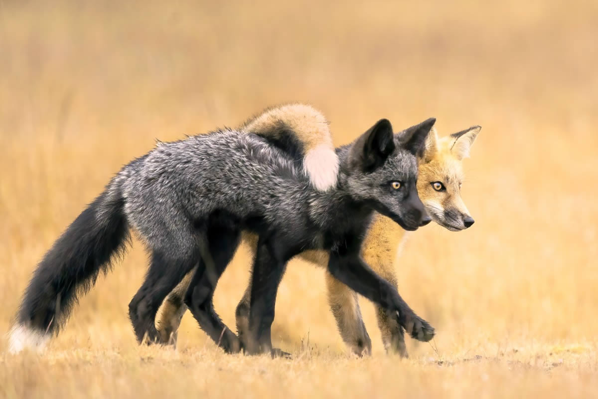 Nature Photographer of the Year 2024 Winners