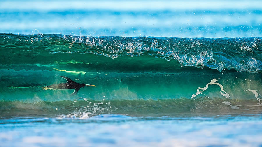 Bird and Animal Nature Photographer 2024 Winners